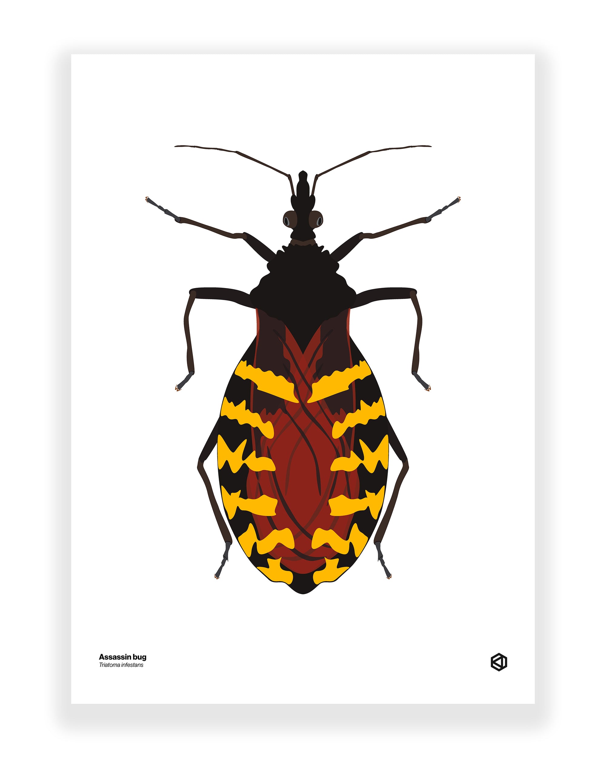 Assassin Bug (Triatoma infestans)