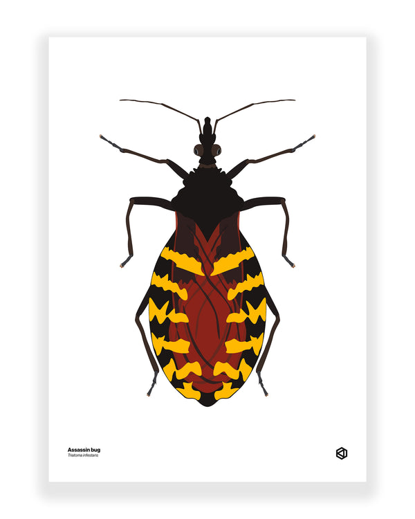 Assassin Bug (Triatoma infestans)