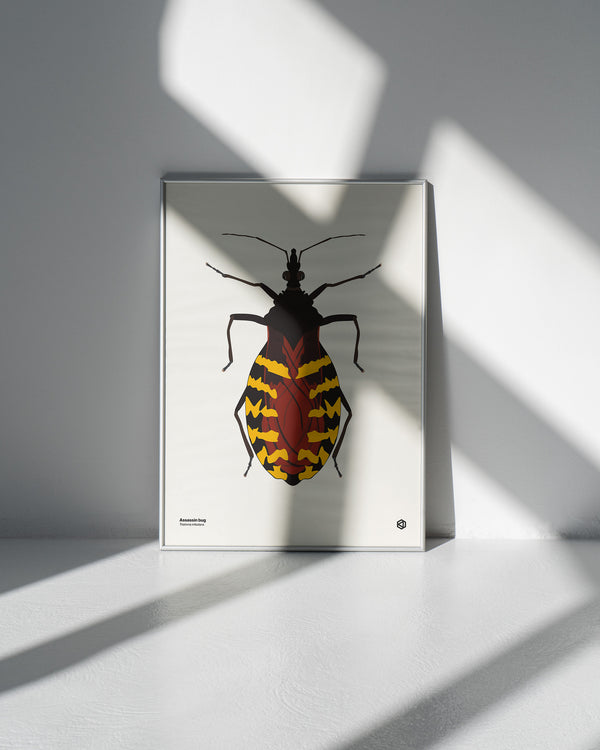 Assassin Bug (Triatoma infestans) - natural history illustration - Bugs series art print