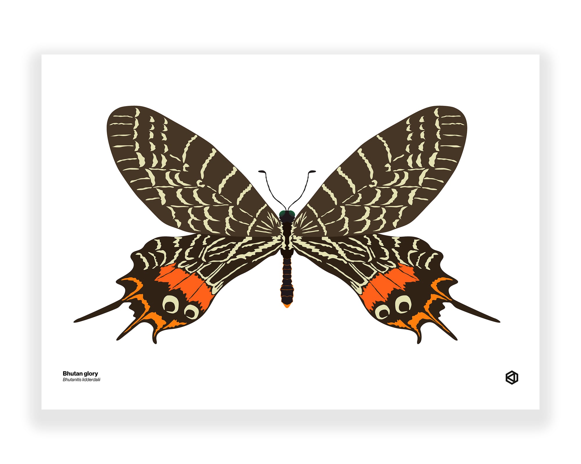 Butterfly – Bhutan Glory (Bhutanitis lidderdalii)
