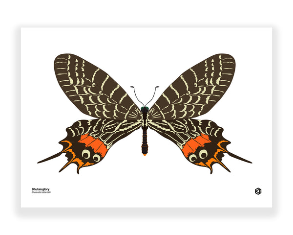 Butterfly – Bhutan Glory (Bhutanitis lidderdalii)