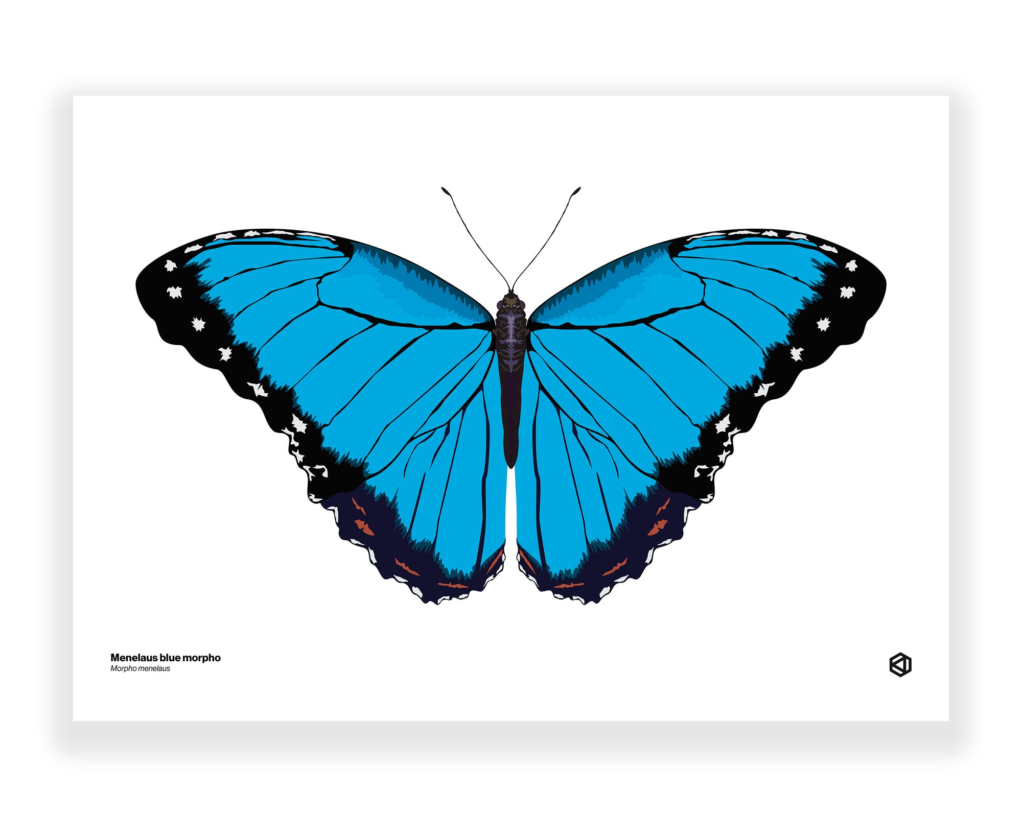 Butterfly – Blue Morpho (Morpho menelaus)