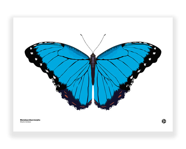 Butterfly – Blue Morpho (Morpho menelaus)