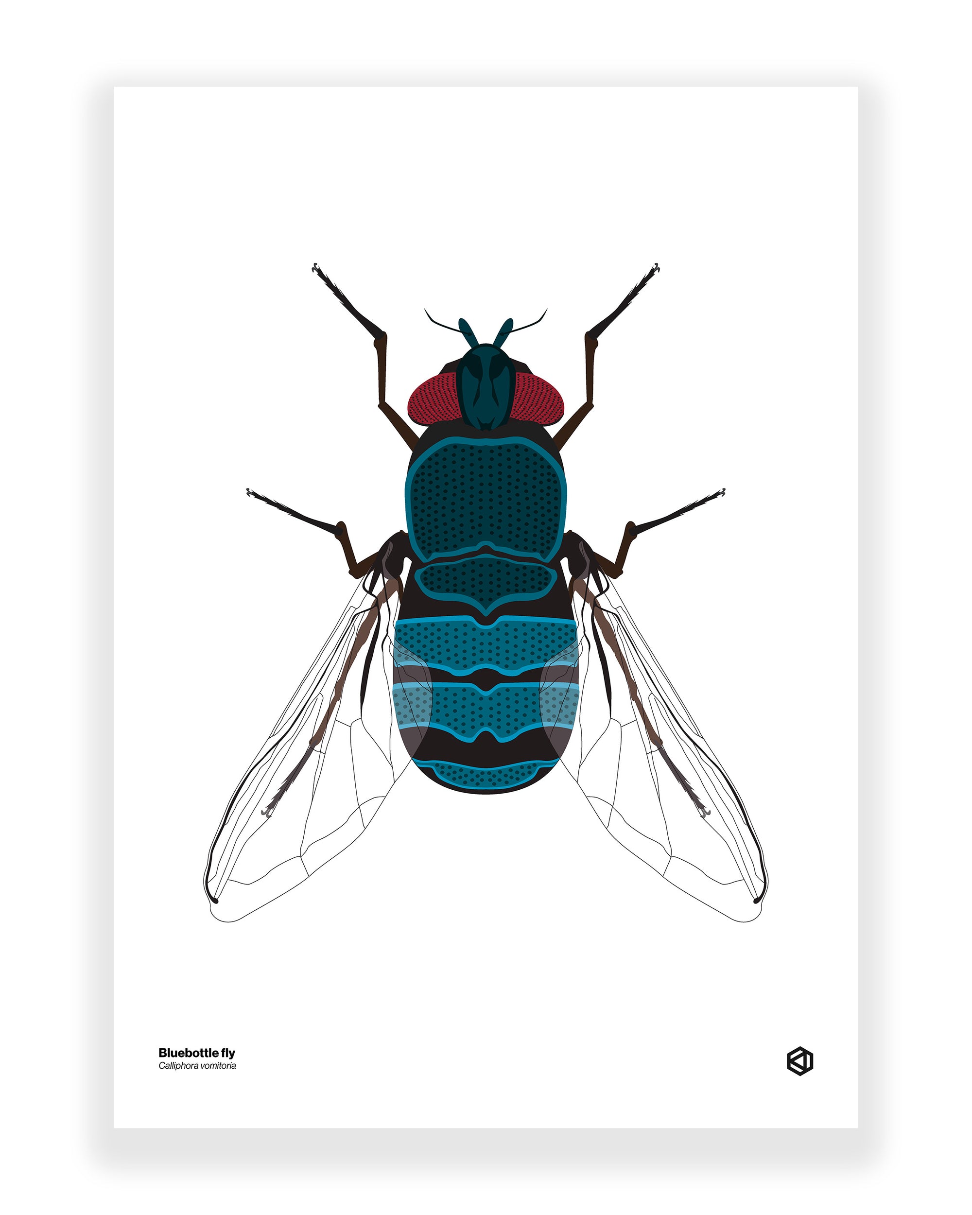 Bluebottle Fly (Calliphora vomitoria)