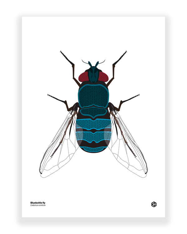 Bluebottle Fly (Calliphora vomitoria)