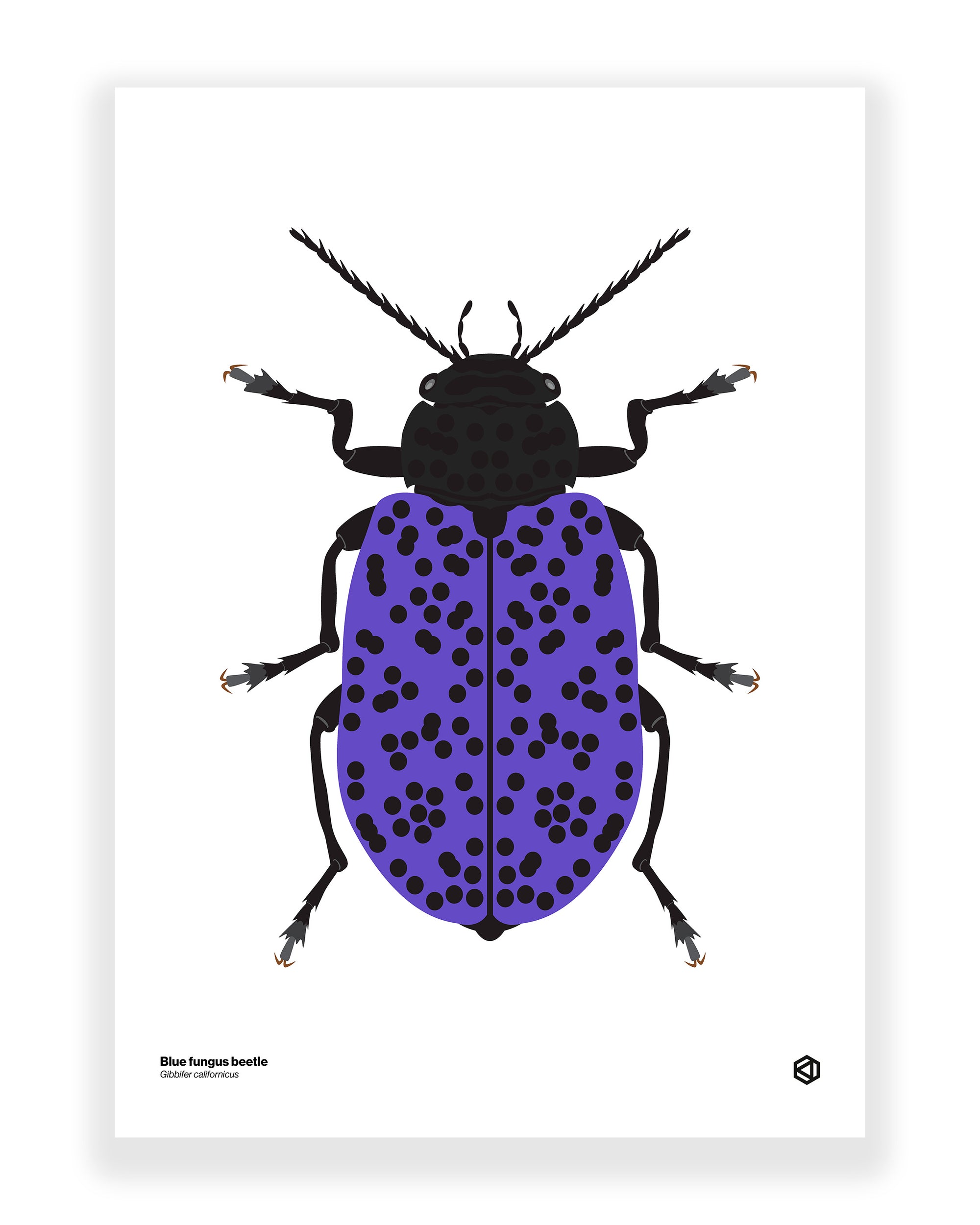 Blue Fungus Beetle (Gibbifer californicus)