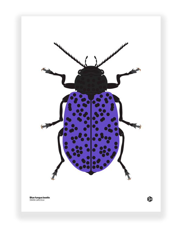 Blue Fungus Beetle (Gibbifer californicus)