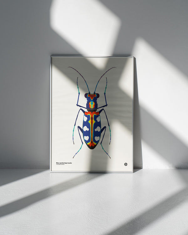 Blue Spotted Tiger Beetle (Cicindela aurulenta) - natural history illustration - Bugs series art print