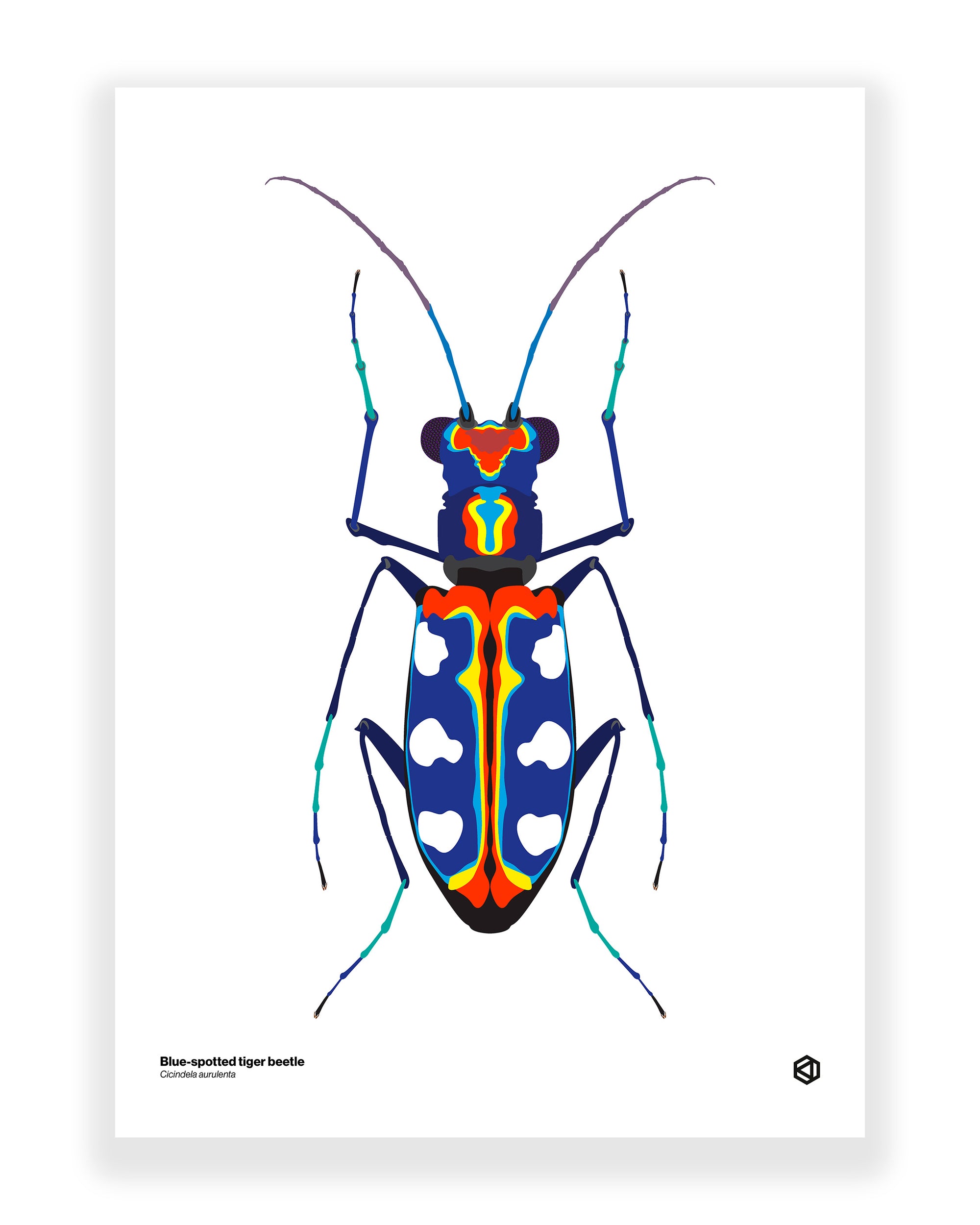 Blue Spotted Tiger Beetle (Cicindela aurulenta)