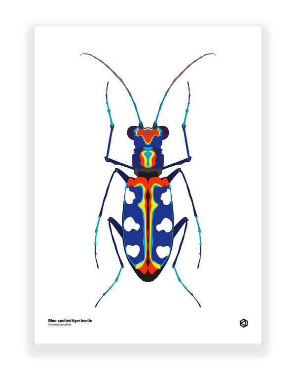 Blue Spotted Tiger Beetle (Cicindela aurulenta)