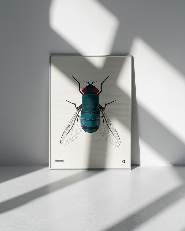 Bluebottle Fly (Calliphora vomitoria) - natural history illustration - Bugs series art print