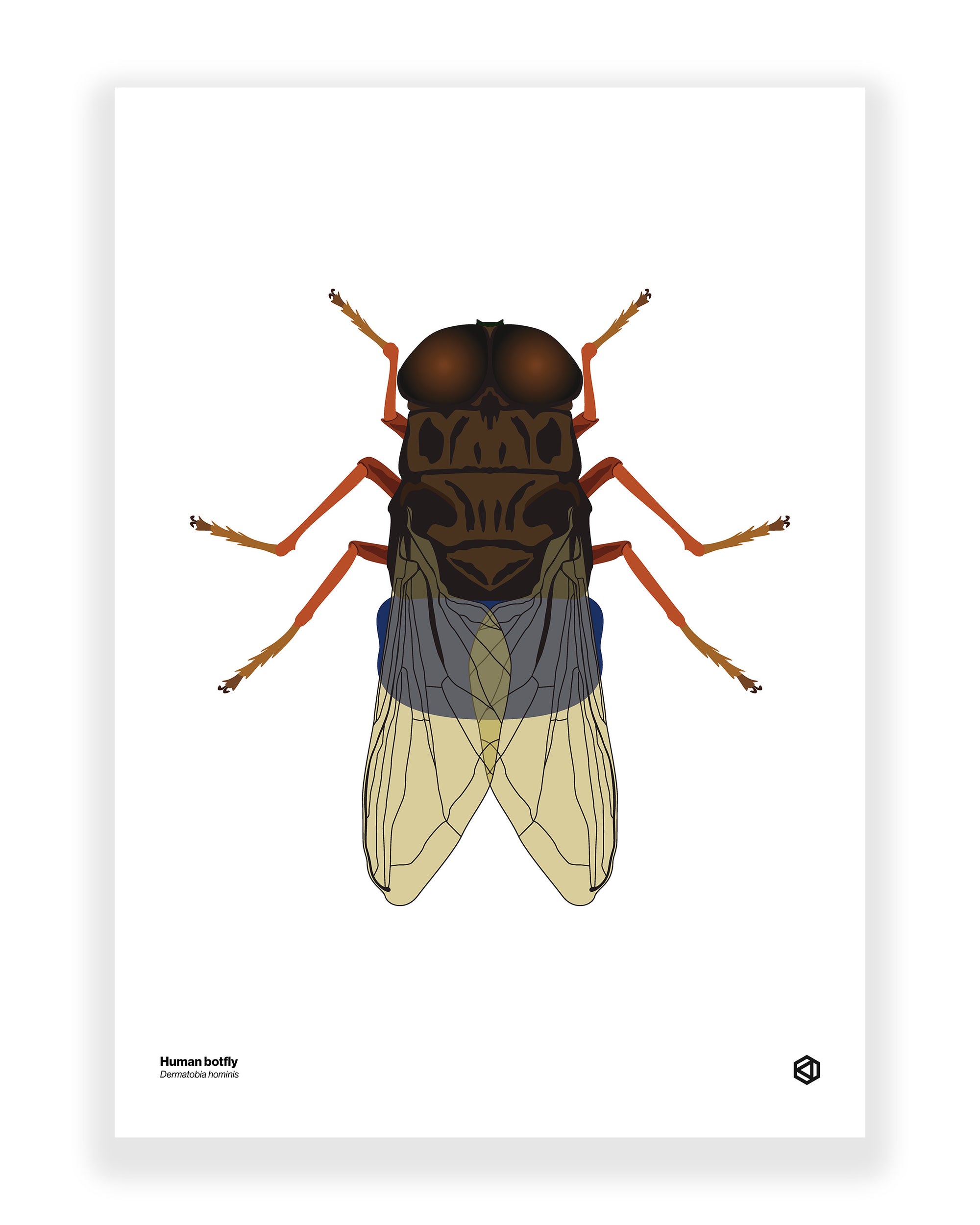 Human botfly (Dermatobia hominis)