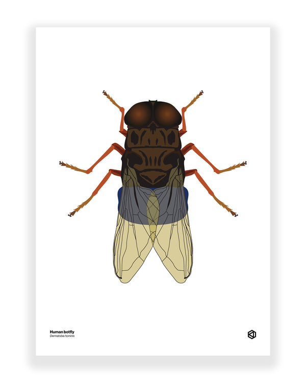 Human botfly (Dermatobia hominis)