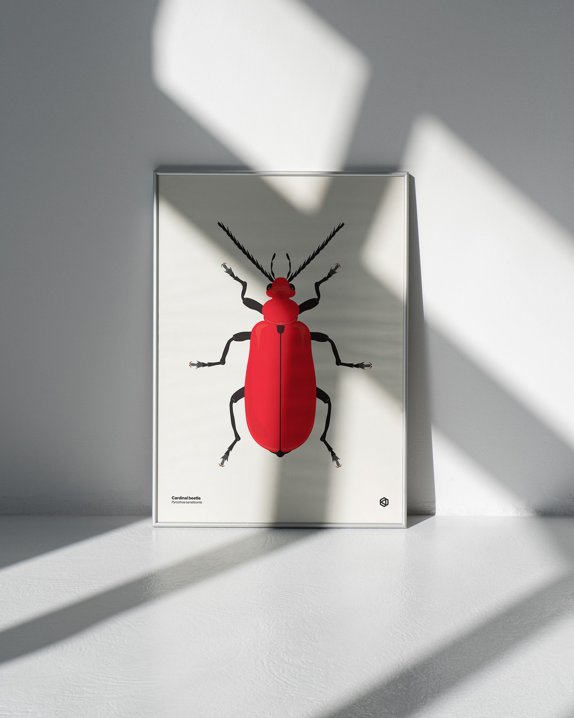 Cardinal Beetle (Pyrochroa serraticornis) scientific illustration poster