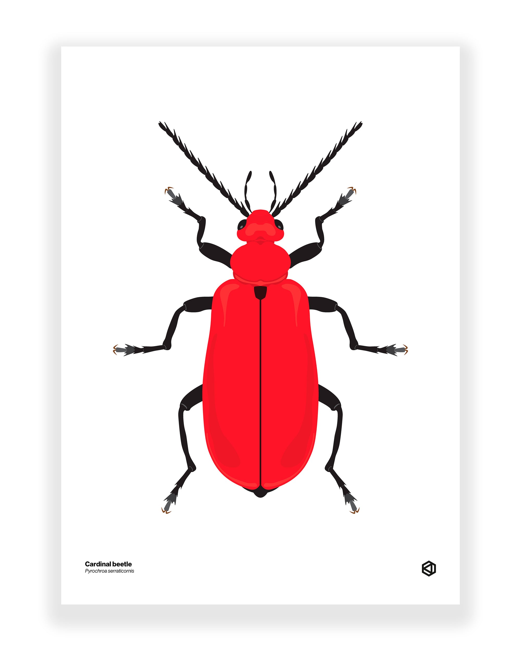 Cardinal Beetle (Pyrochroa serraticornis)
