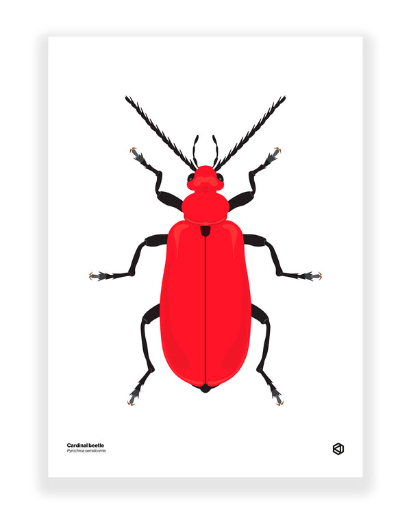 Cardinal Beetle (Pyrochroa serraticornis)