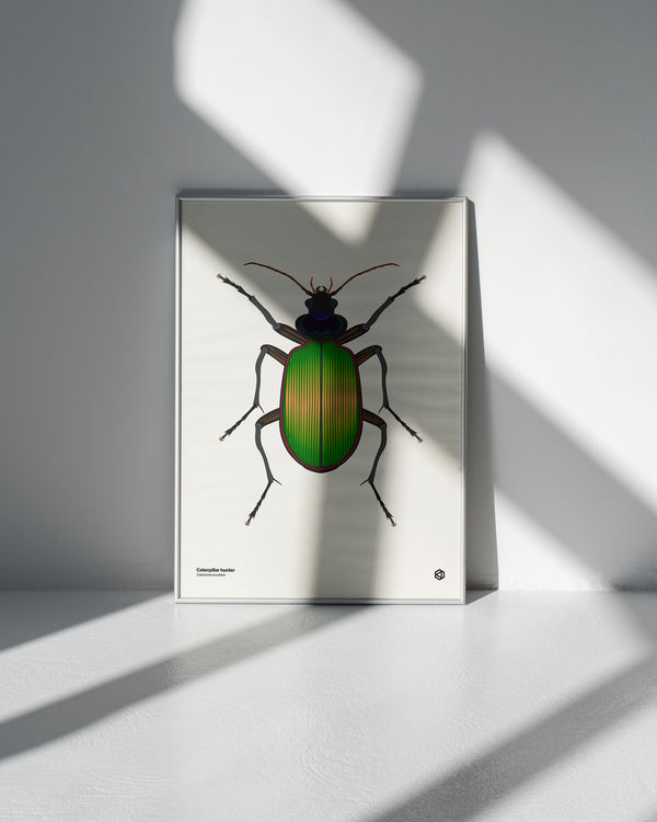 Caterpillar Hunter (Calosoma scrutator) - natural history illustration - Bugs series art print