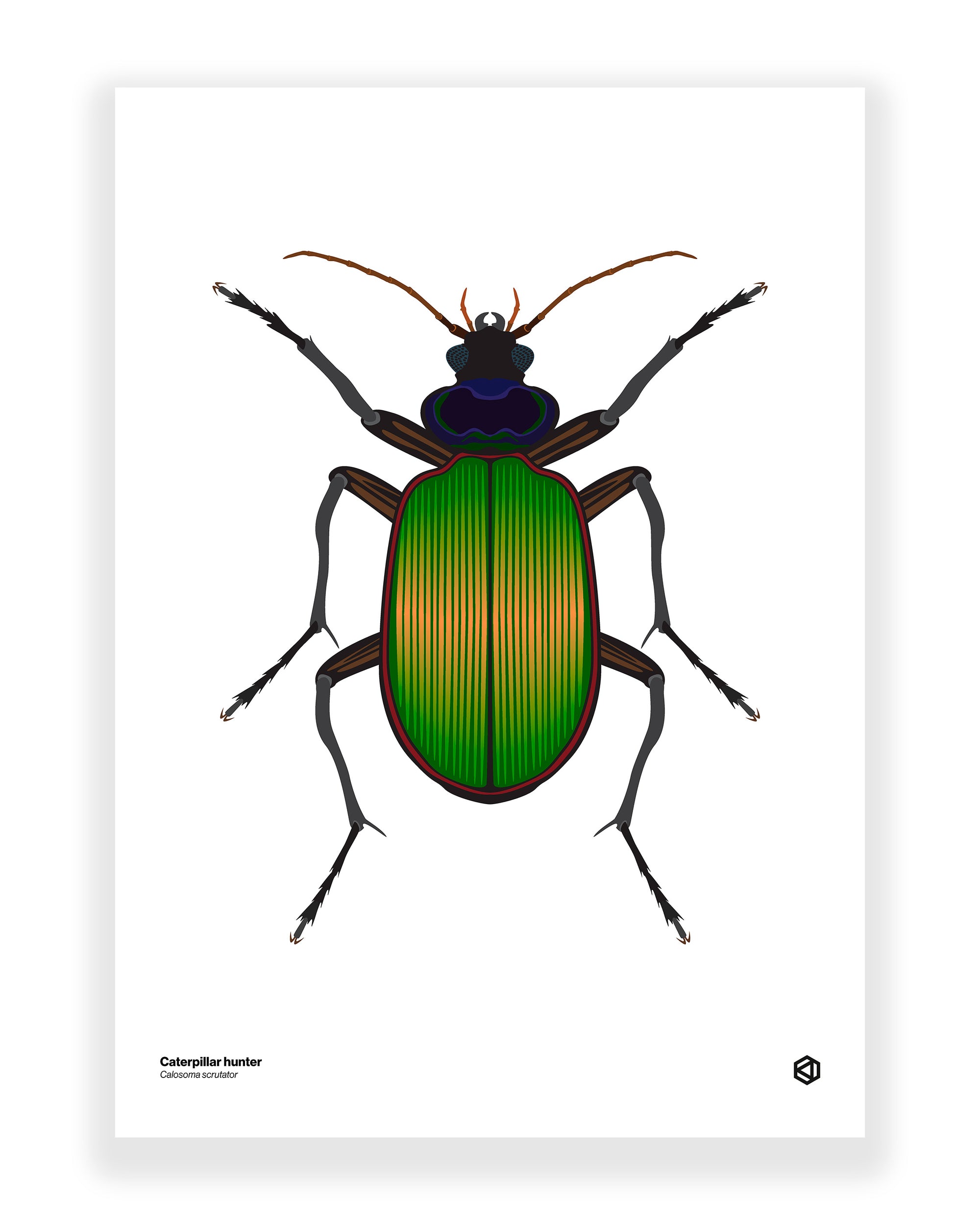 Caterpillar Hunter (Calosoma scrutator)