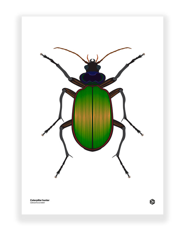 Caterpillar Hunter (Calosoma scrutator)