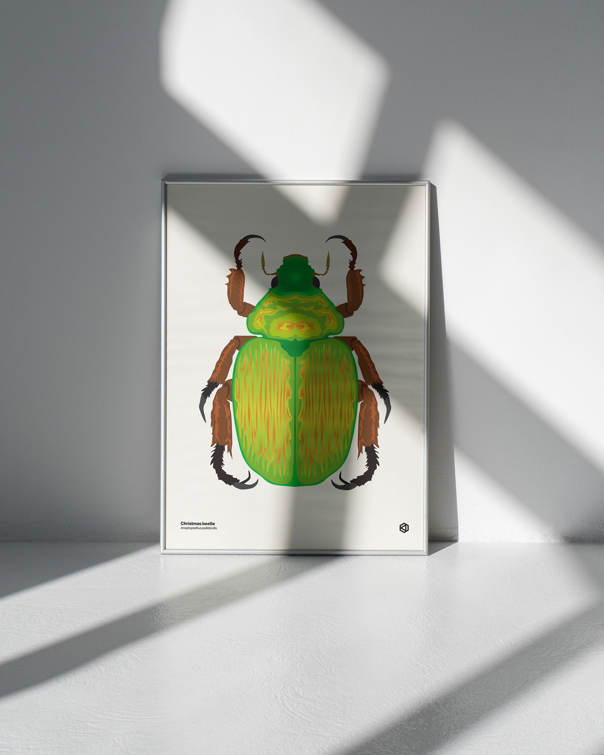 Christmas Beetle (Anoplognathus pallidicollis) scientific illustration poster