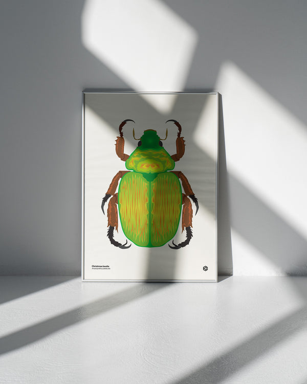 Christmas Beetle (Anoplognathus pallidicollis) - natural history illustration - Bugs series art print