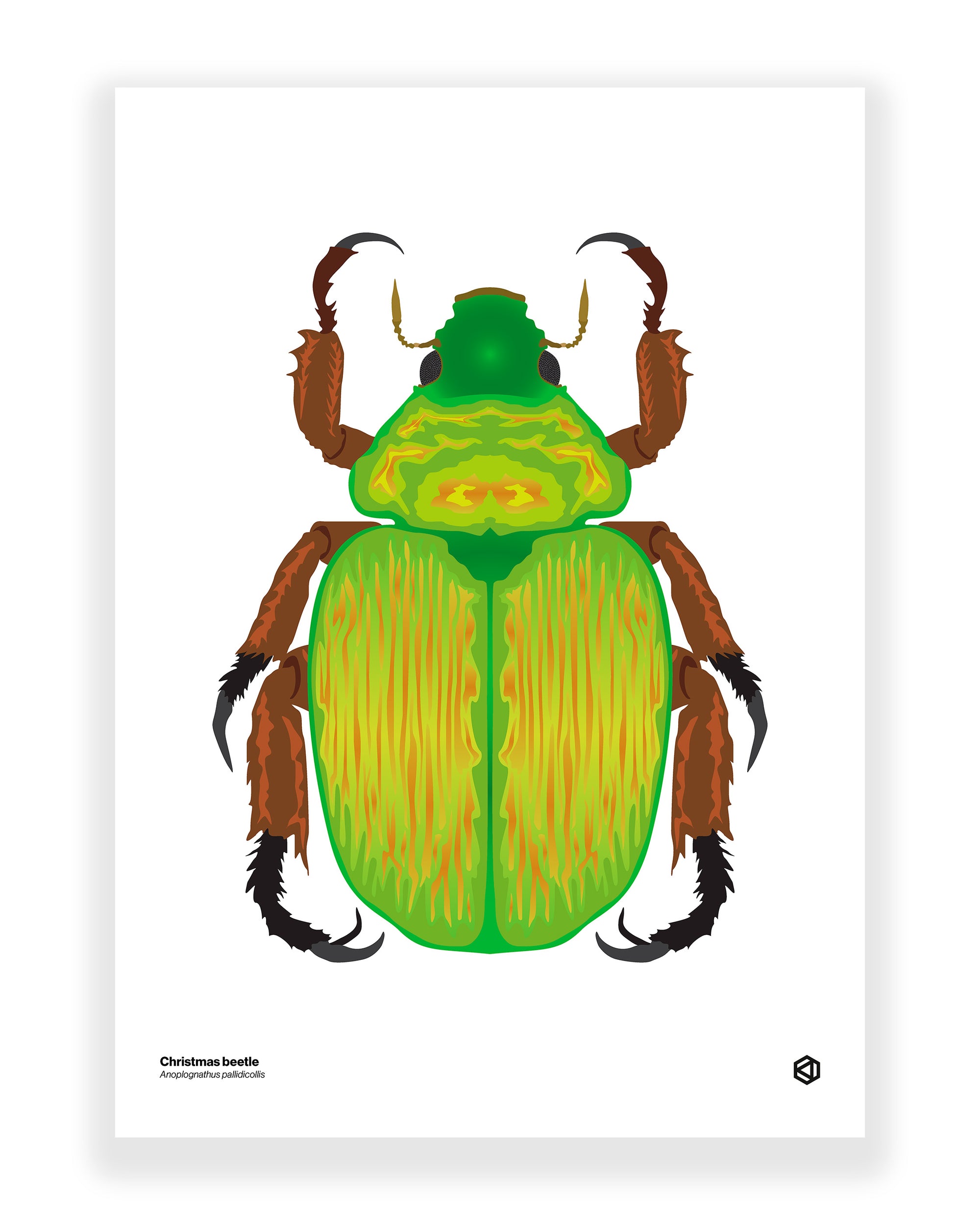 Christmas Beetle (Anoplognathus pallidicollis)