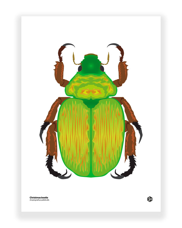 Christmas Beetle (Anoplognathus pallidicollis)