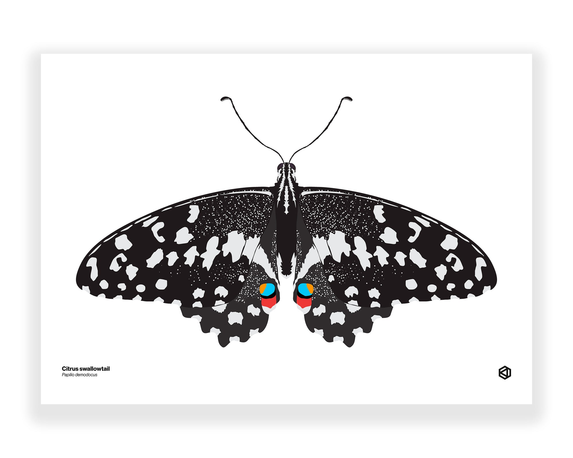 Butterfly – Citrus Swallowtail (Papilio demodocus)