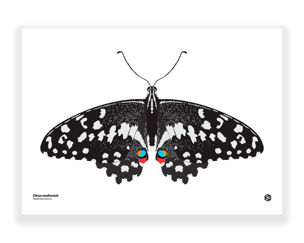 Butterfly – Citrus Swallowtail (Papilio demodocus)