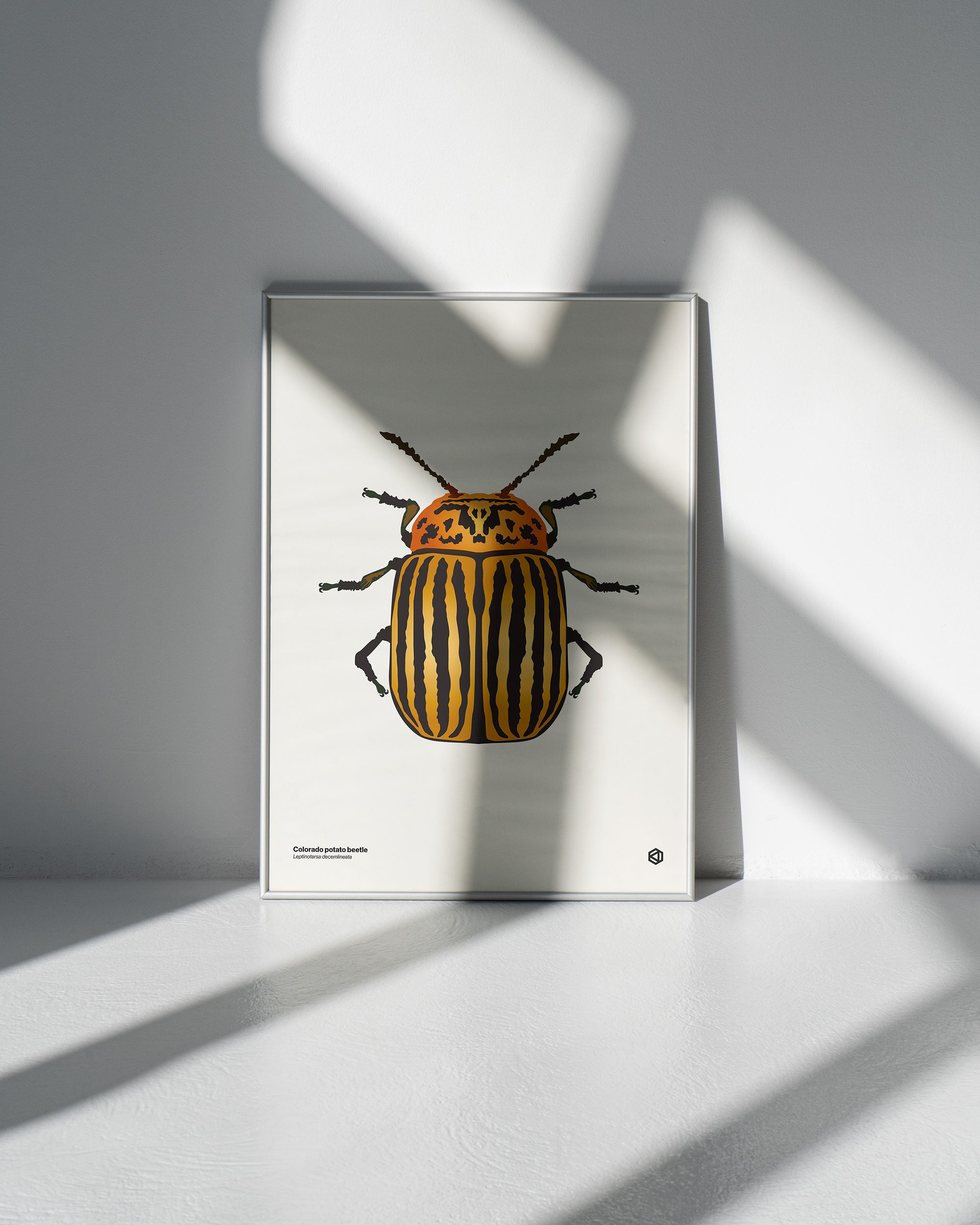 Colorado Potato Beetle (Leptinotarsa decemlineata) scientific illustration poster