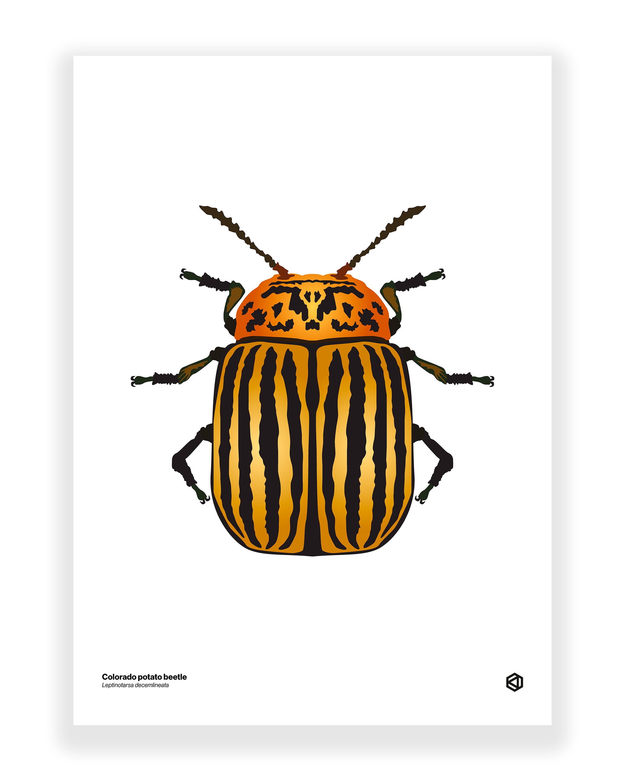 Colorado Potato Beetle (Leptinotarsa decemlineata)