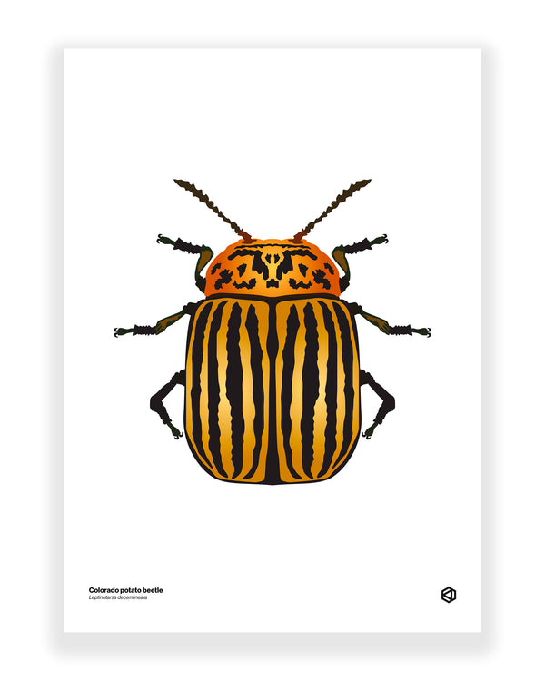 Colorado Potato Beetle (Leptinotarsa decemlineata)