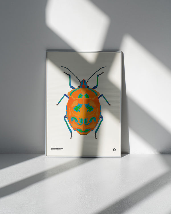Cotton Harlequin Bug (Tectocoris diophthalmus) - natural history illustration - Bugs series art print