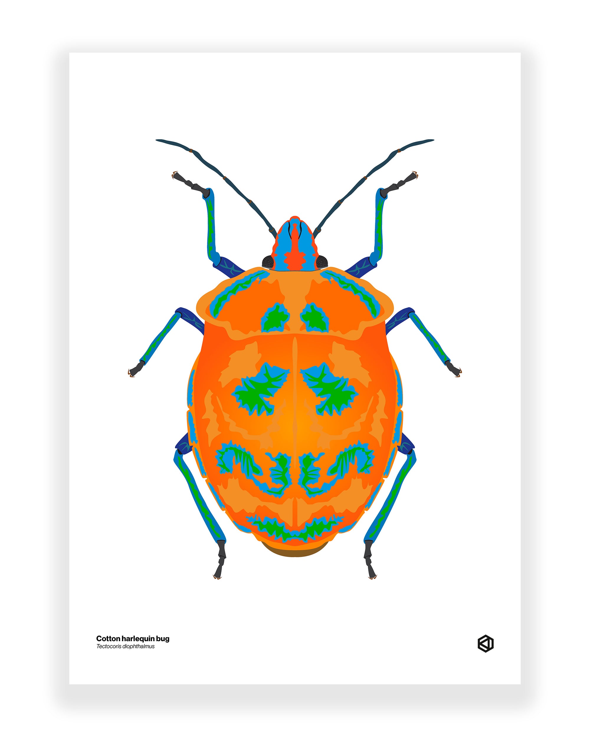 Cotton Harlequin Bug (Tectocoris diophthalmus)