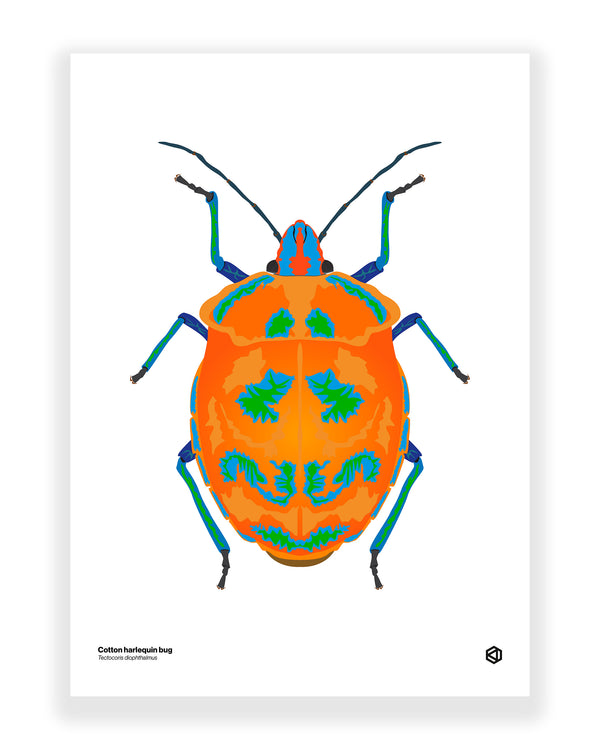 Cotton Harlequin Bug (Tectocoris diophthalmus)