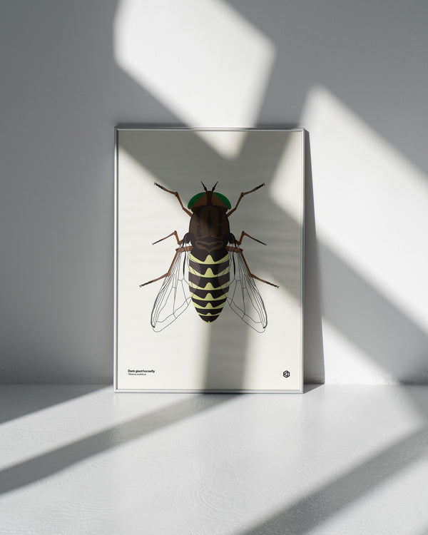 Dark Giant Horsefly (Tabanus sudeticus) - natural history illustration - Bugs series art print