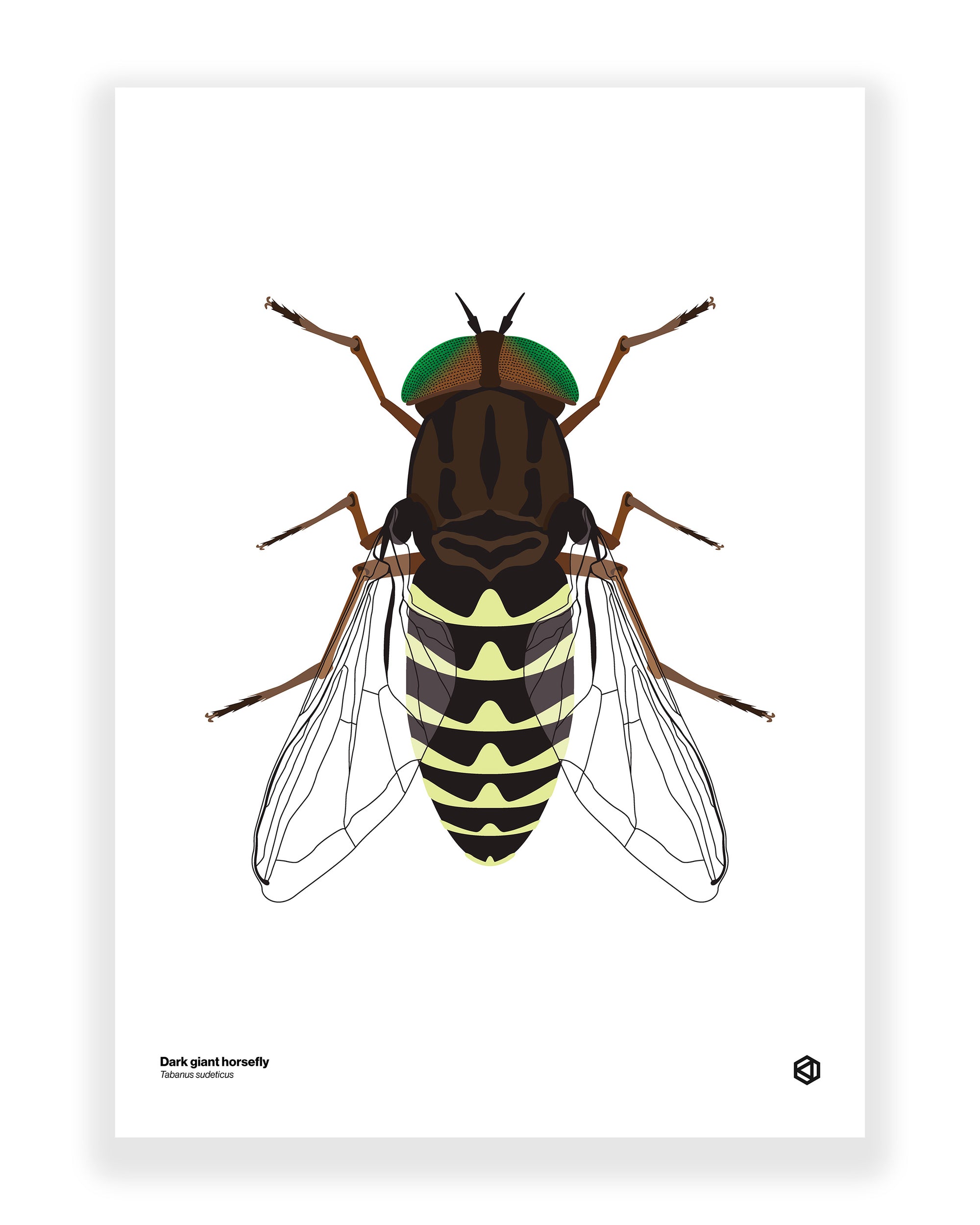 Dark Giant Horsefly (Tabanus sudeticus)