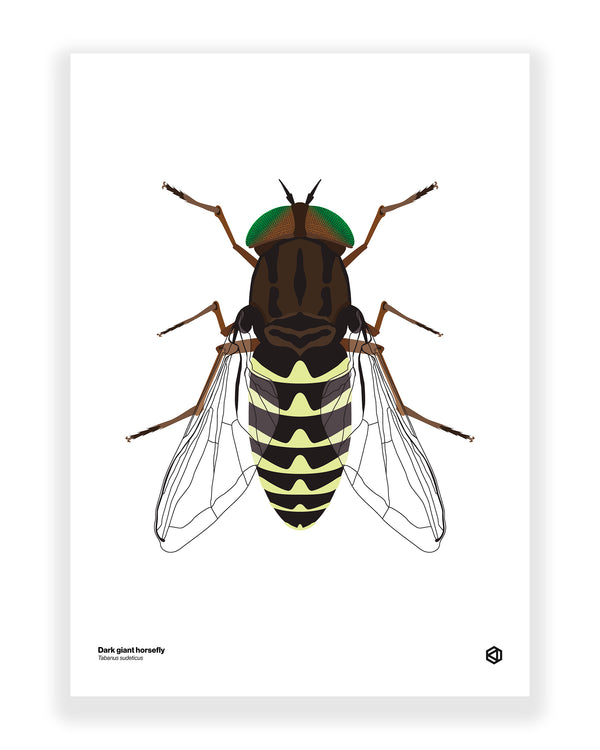 Dark Giant Horsefly (Tabanus sudeticus)