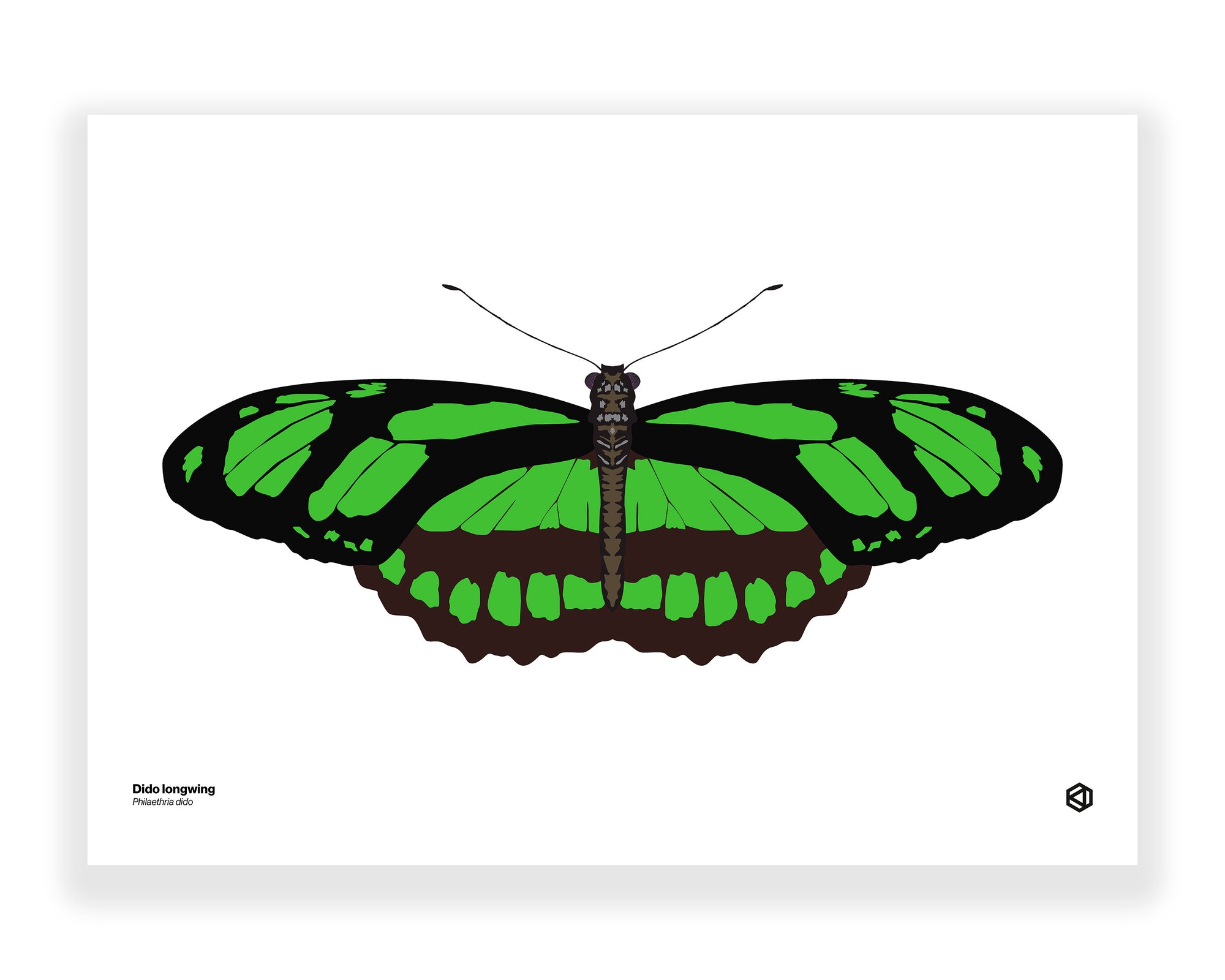 Butterfly – Dido Longwing (Philaethria dido)