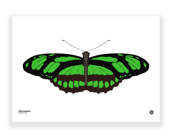Butterfly – Dido Longwing (Philaethria dido)