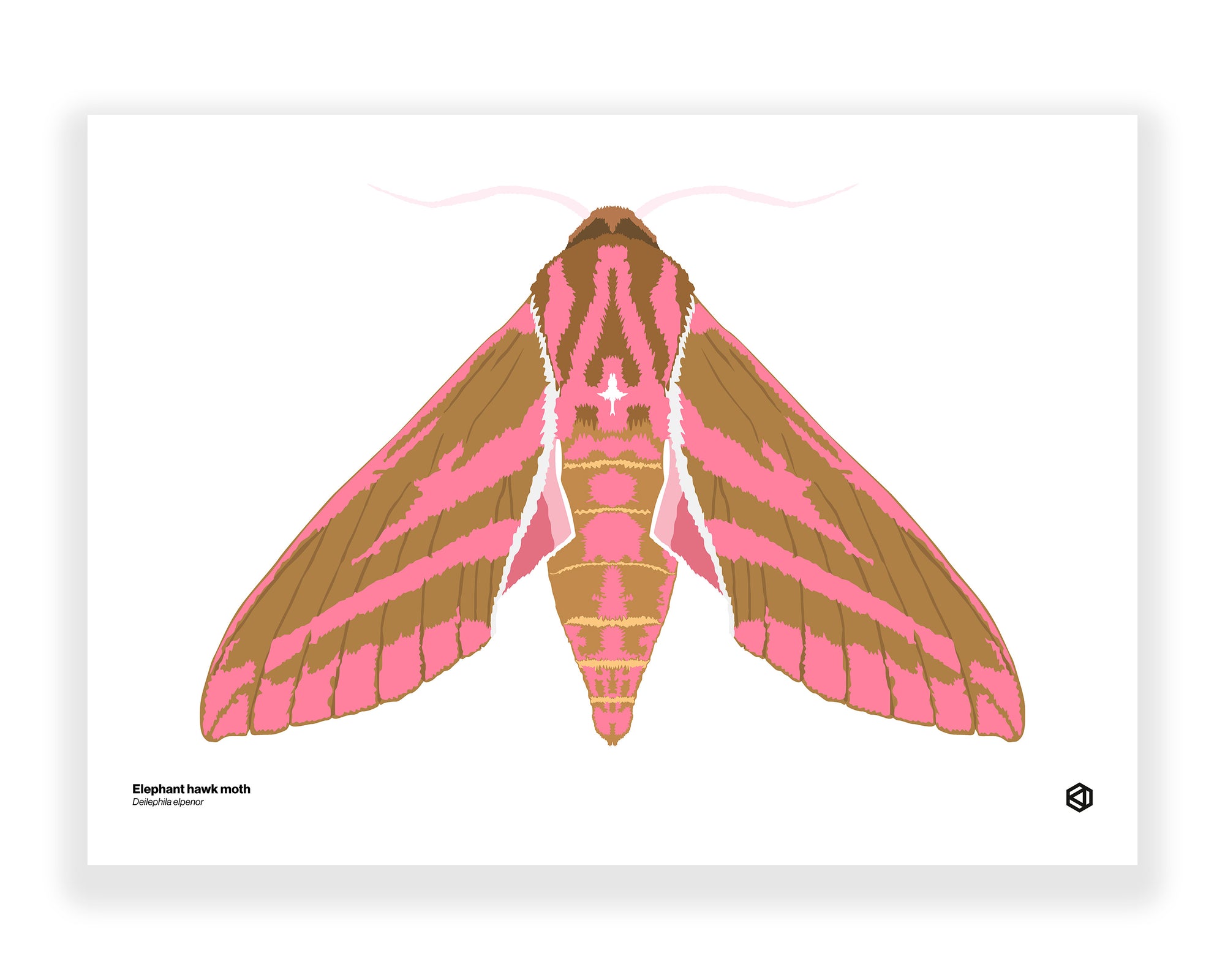 Moth – Elephant Hawk Moth (Deilephila elpenor)