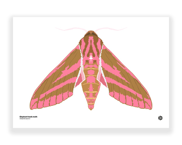 Moth – Elephant Hawk Moth (Deilephila elpenor)