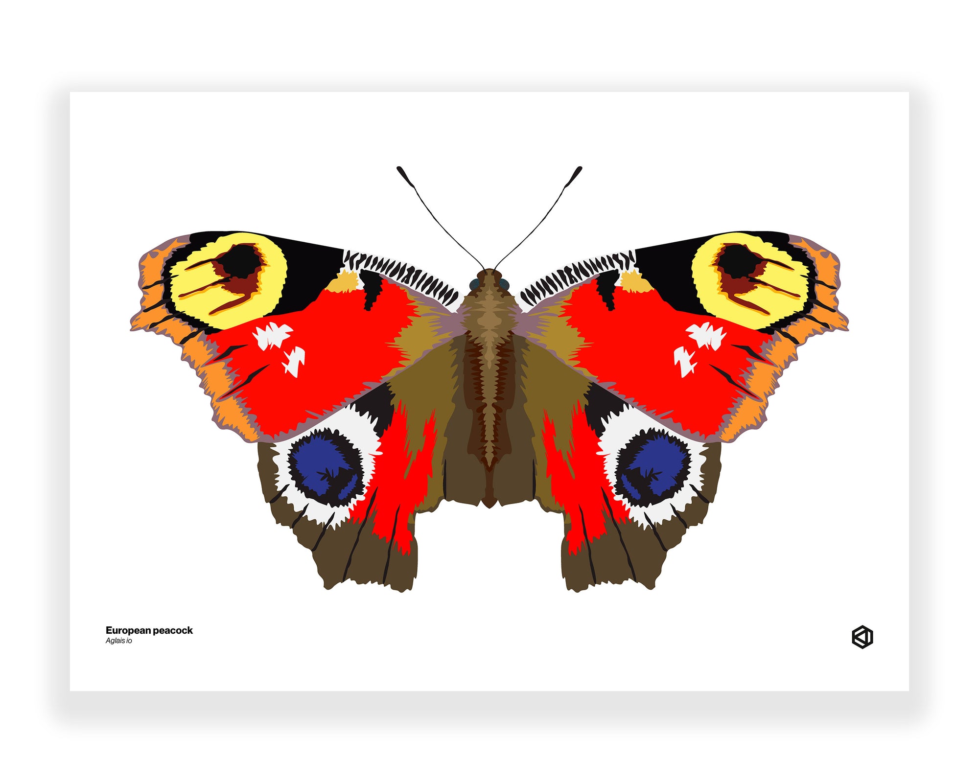 Butterfly - European Peacock (Aglais io)