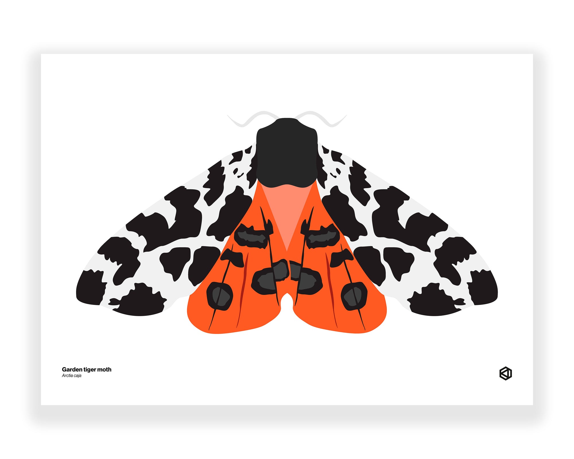 Moth – Garden Tiger Moth (Arctia caja)