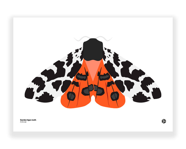 Moth – Garden Tiger Moth (Arctia caja)