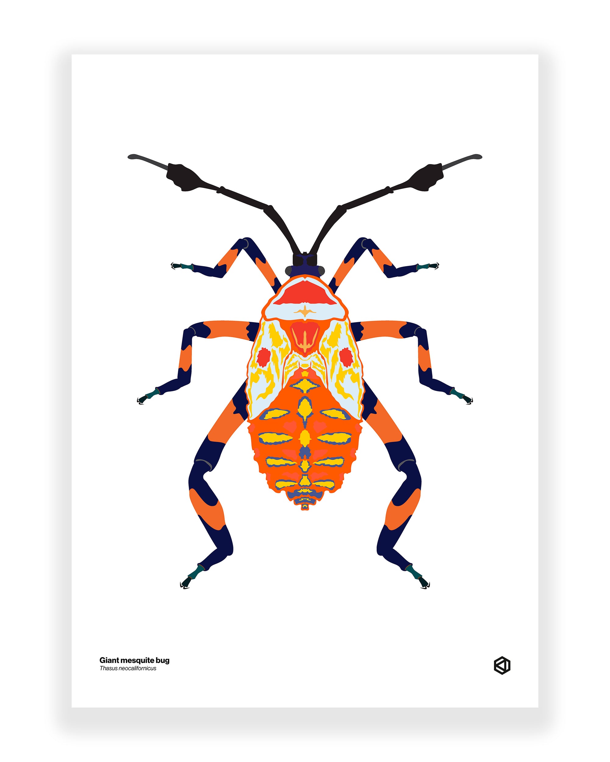 Giant Mesquite Bug (Thasus neocalifornicus)
