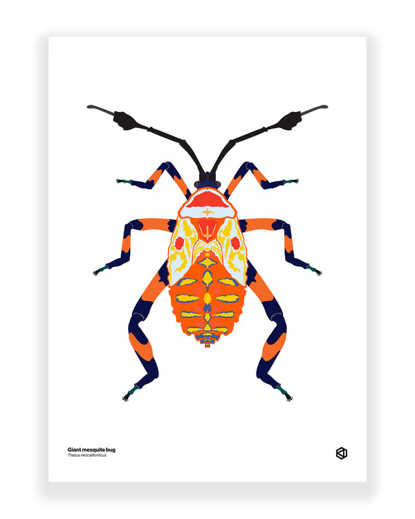 Giant Mesquite Bug (Thasus neocalifornicus)