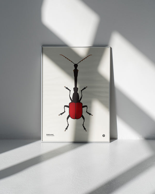 Giraffe Weevil (Trachelophorus giraffa) - natural history illustration - Bugs series art print