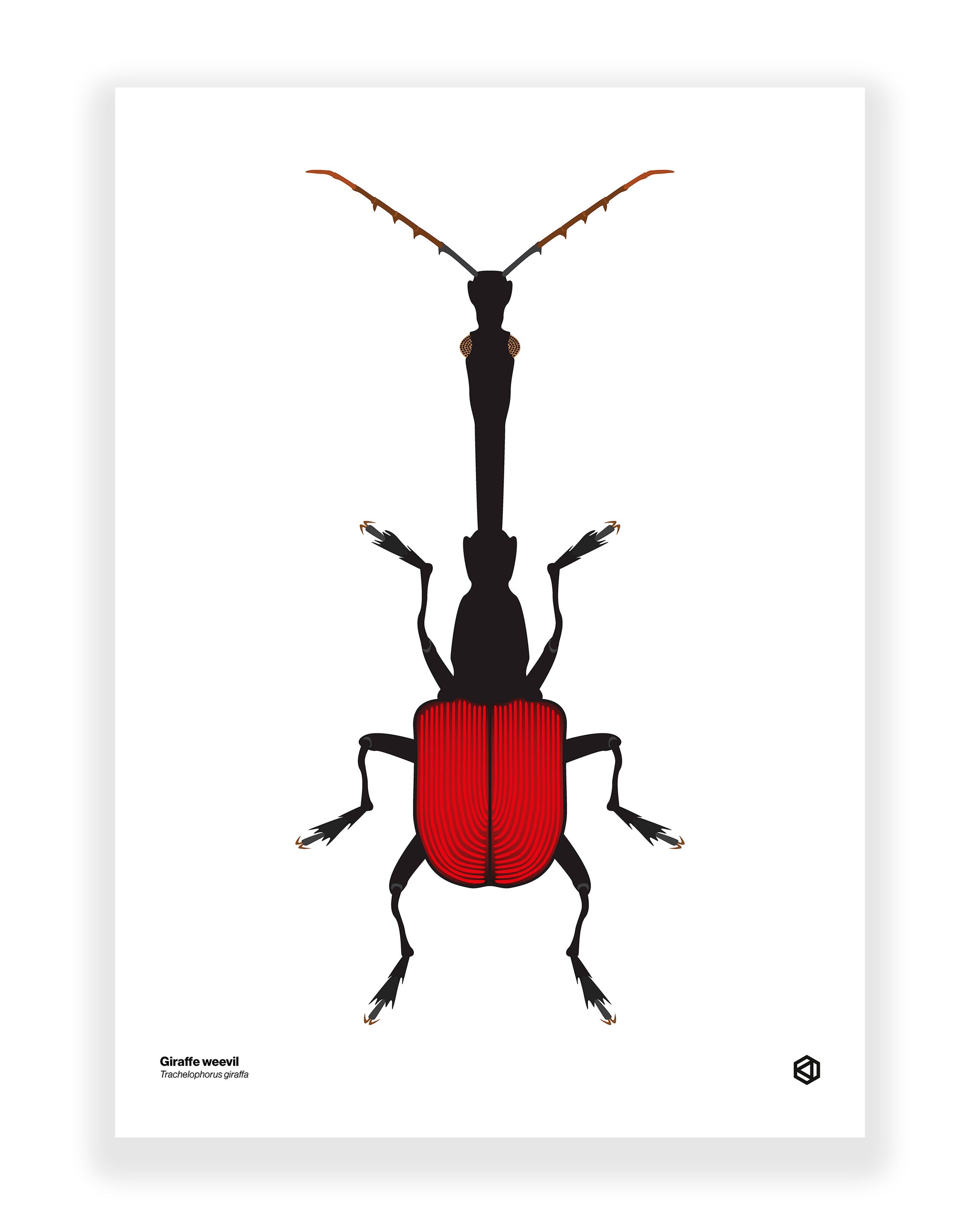 Giraffe Weevil (Trachelophorus giraffa)
