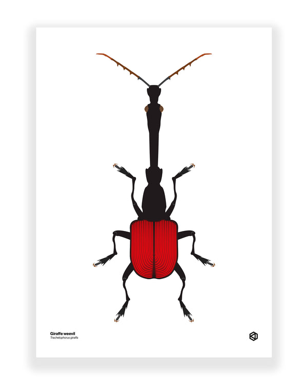 Giraffe Weevil (Trachelophorus giraffa)